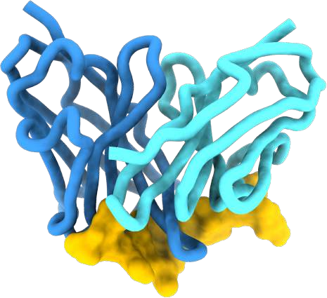 De novo antibody–antigen complex
