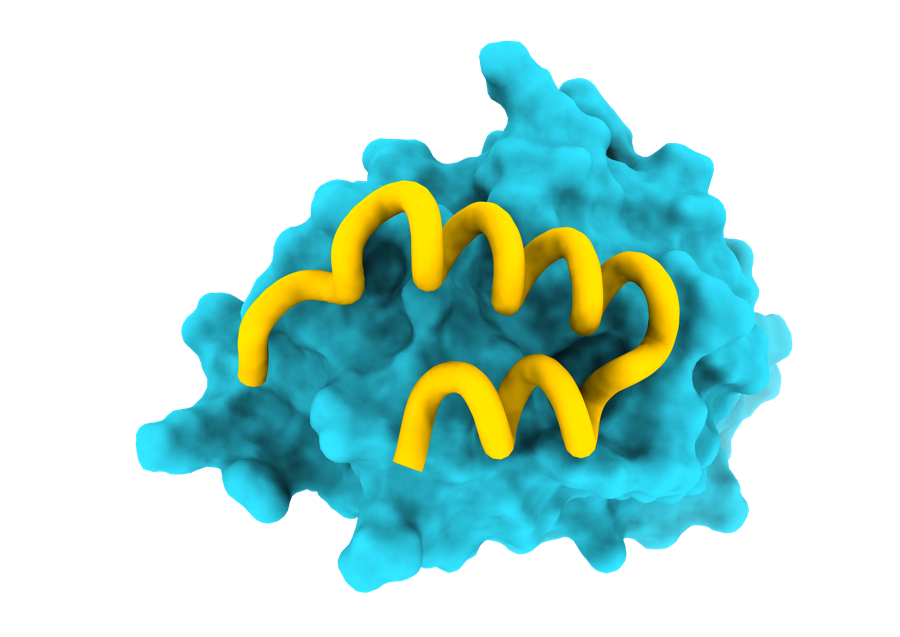 Peptide Docking Structure