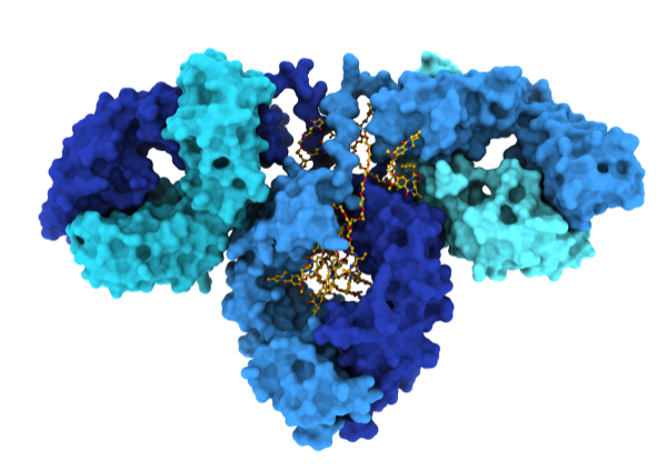 Antibody-Drug Conjugate Structure